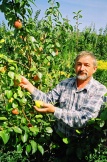 Сбор урожая