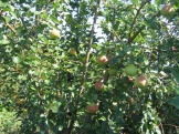 IMG_0895.jpg
