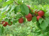 P1010020.JPG