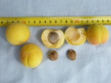 P7100027.JPG