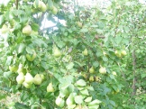 P8150008.JPG