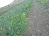 15.08.2011 025.jpg