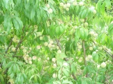 рис  4
