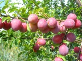 КУБАНСКАЯ КАМЕТА